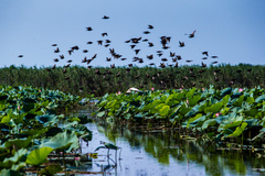 آغاز شکفتن نیلوفرهای آبی تالاب انزلی 